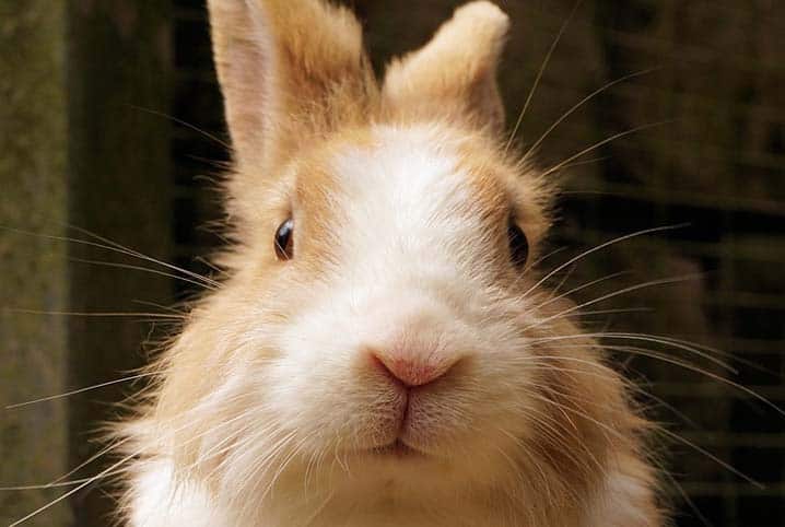 Coelho pode comer folha de couve-flor? Descubra!