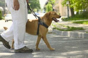 Como ocorre a aposentadoria de um cão-guia?