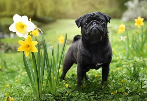 Nome de cachorro com a letra B: 200 ideias