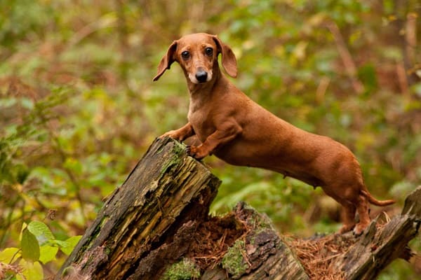 Nomes para cachorro Salsicha (Dachshund): 200 ideias criativas