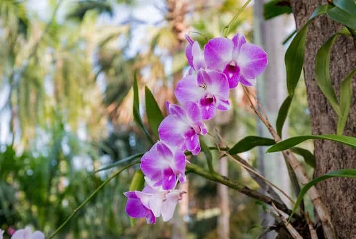 Orquídeas da primavera: conheça algumas espécies