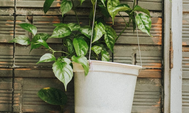 Saiba como acabar com pulgões nas plantas