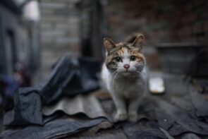 Situações que podem ser perigosas aos gatos de rua