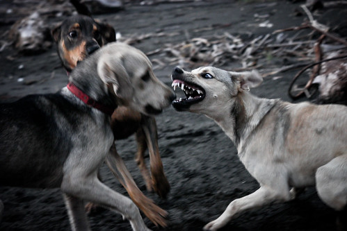 Agressividade em cães