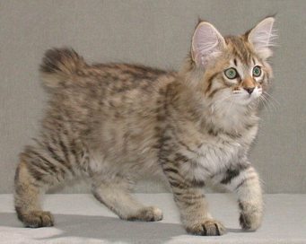 American Bobtail