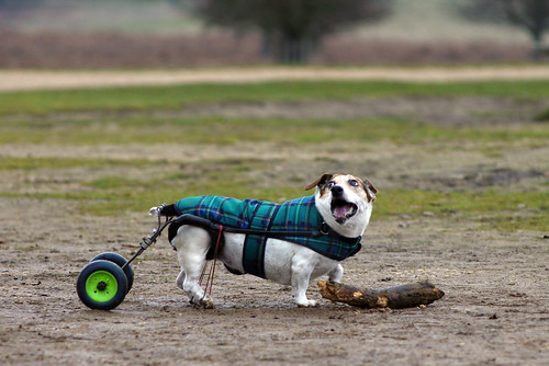 Cães paraplégicos