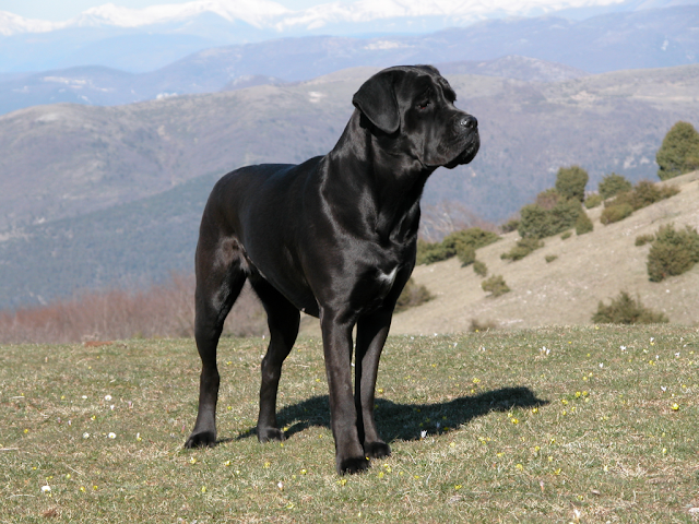 CaneCorso