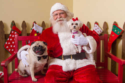 Celebrando o Natal com Seu Melhor Amigo