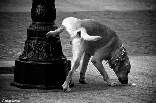 Como Educar Cães a Urinar no Local Correto