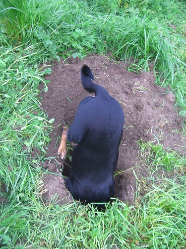 Como Evitar Que Cães Esburaquem o Jardim