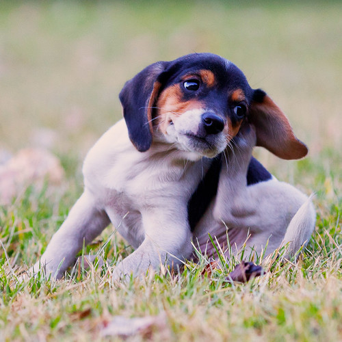 Como Controlar Infestações de Carrapatos em Cachorros