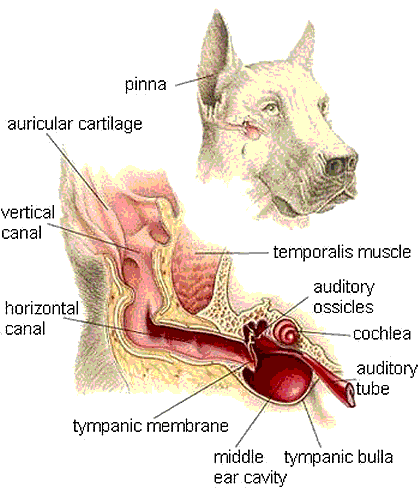 Cotonete pet para higiene dos bichinhos