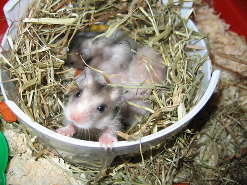 Cuidados para a chegada de filhotes de Hamster