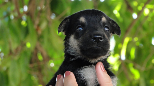 Documentação dos Pets