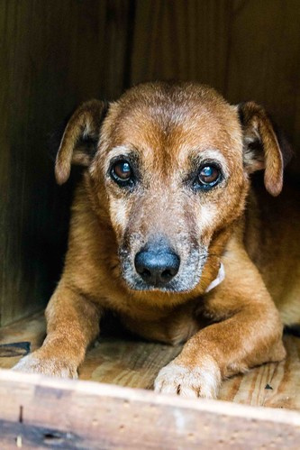 Doença de Parkinson em cães