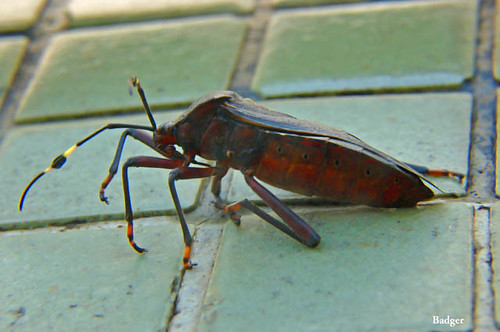 Doença de chagas em cães