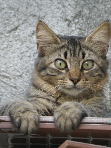 Gatos higiênicos por natureza