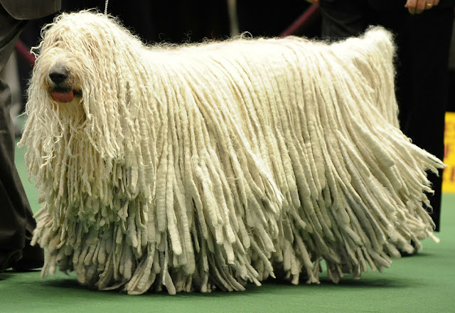 Sete fatos sobre o Komondor