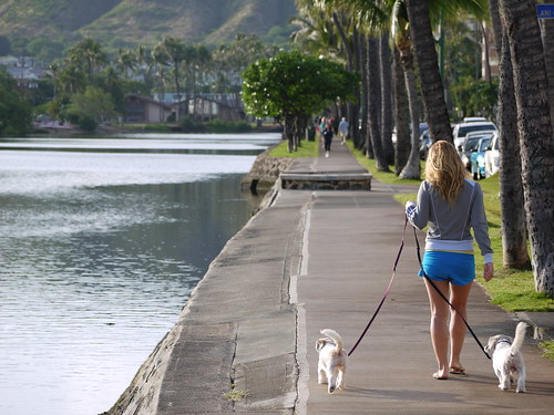 O Passeio para os cães