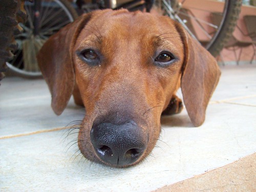 O super olfato canino