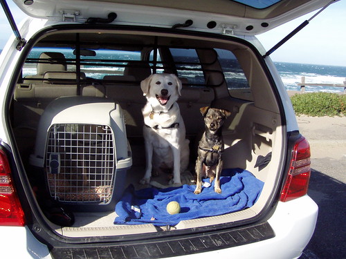 Precauções para Viagem de Carro Com Cães