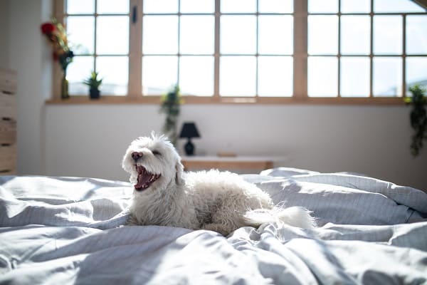 Principais cuidados com cães e gatos de pele clara