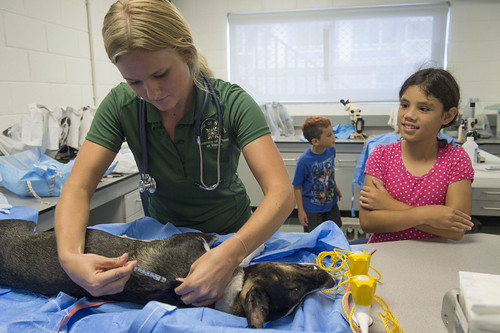 Reações à vacinação em animais de estimação