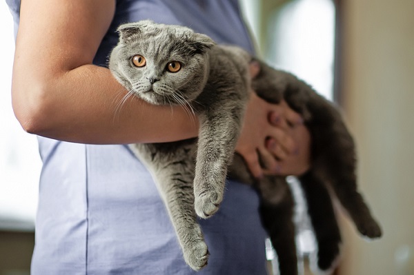 Sete fatos sobre o Chartreux