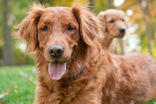 Teste de Paternidade em Animais de Estimação