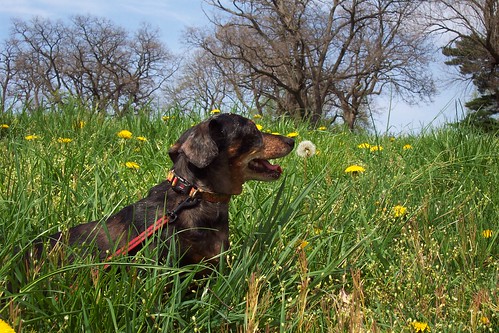 Uso de florais em cães